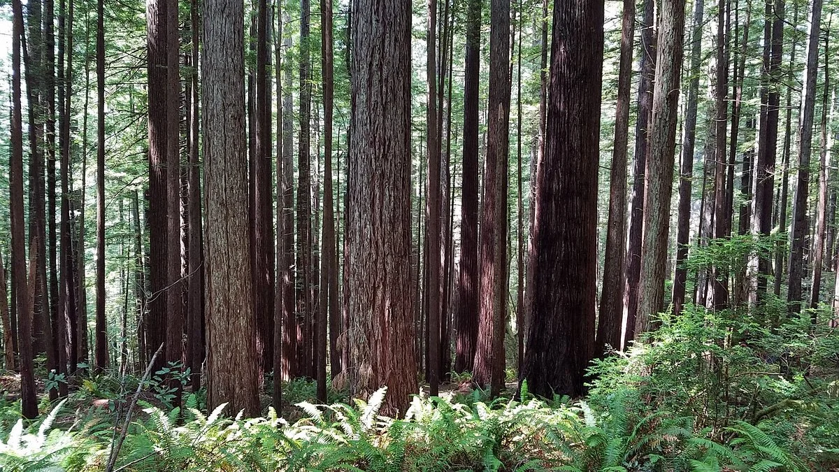 Oregon Redwood Trail