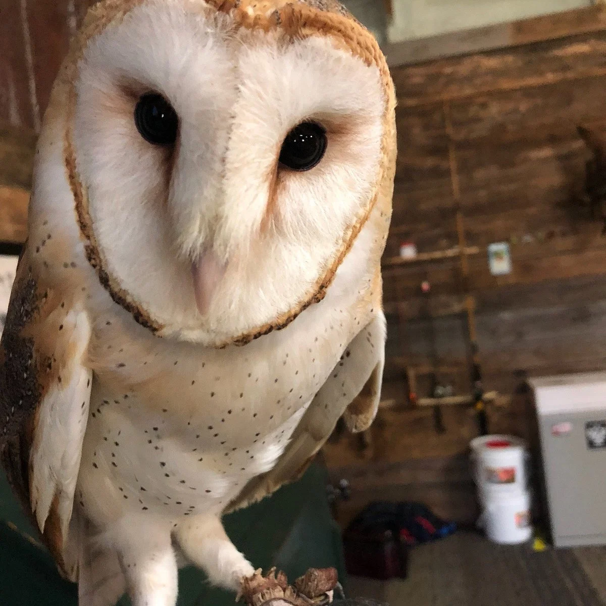 Hawk Manor Falconry
