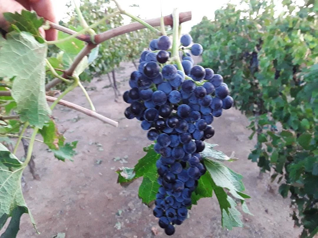 Cella Winery