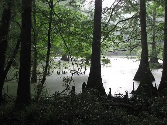 Louisiana State Arboretum