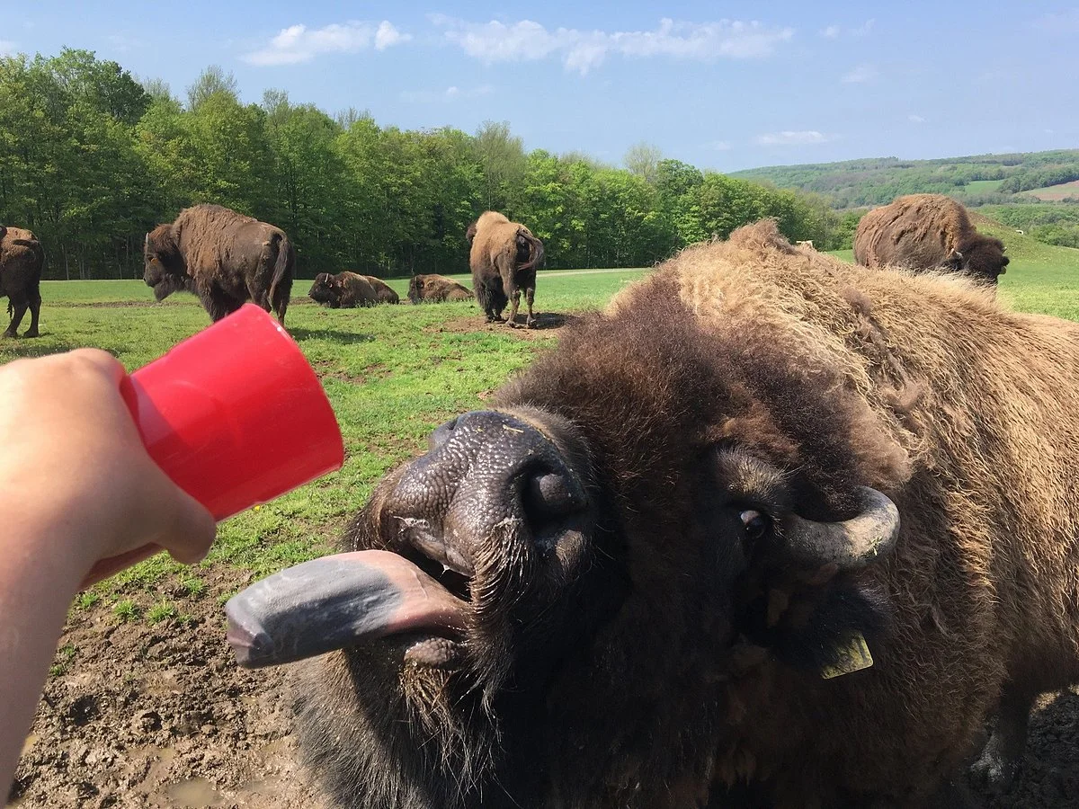 Hidden Valley Animal Adventure