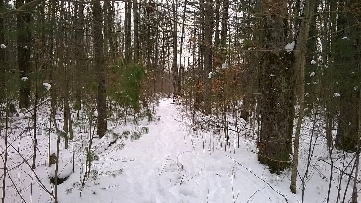 Cicero Swamp Wildlife Management Area