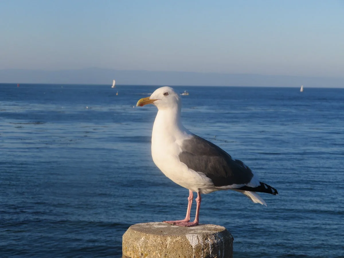 San Carlos Beach