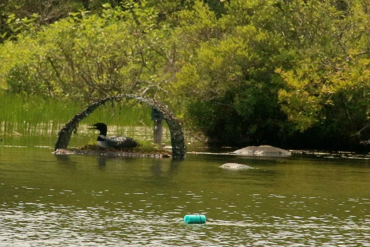 The Loon Center
