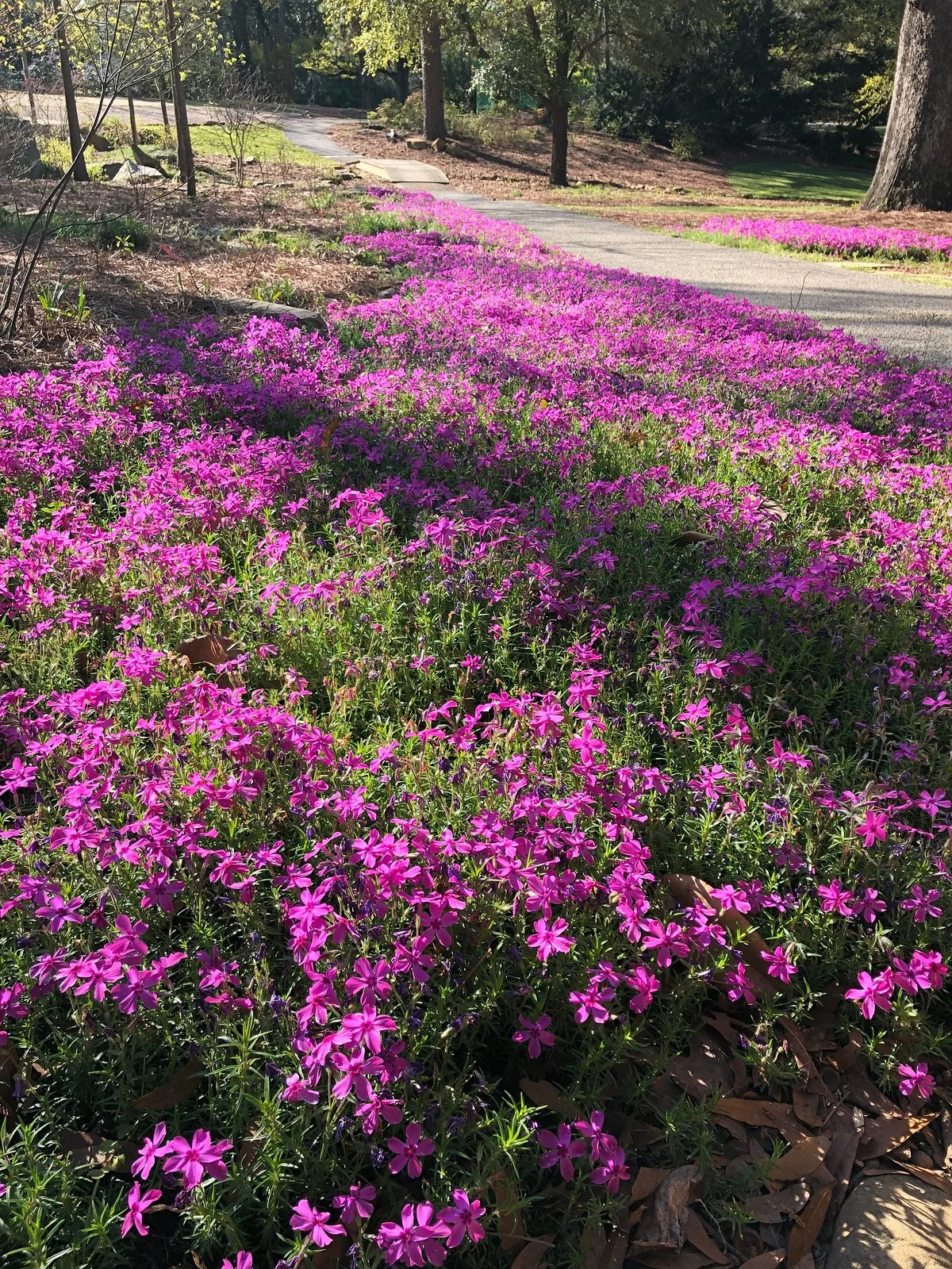 Davis Arboretum