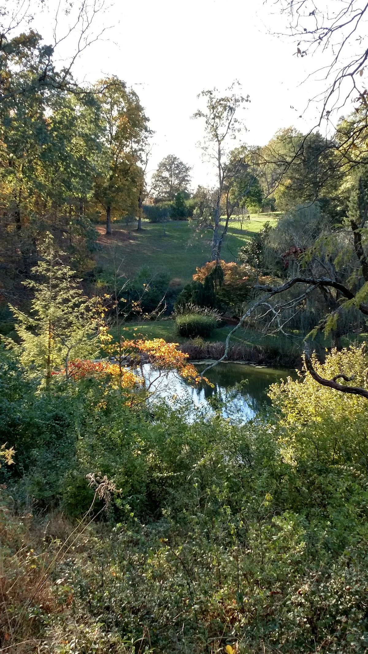 Mount Airy Forest