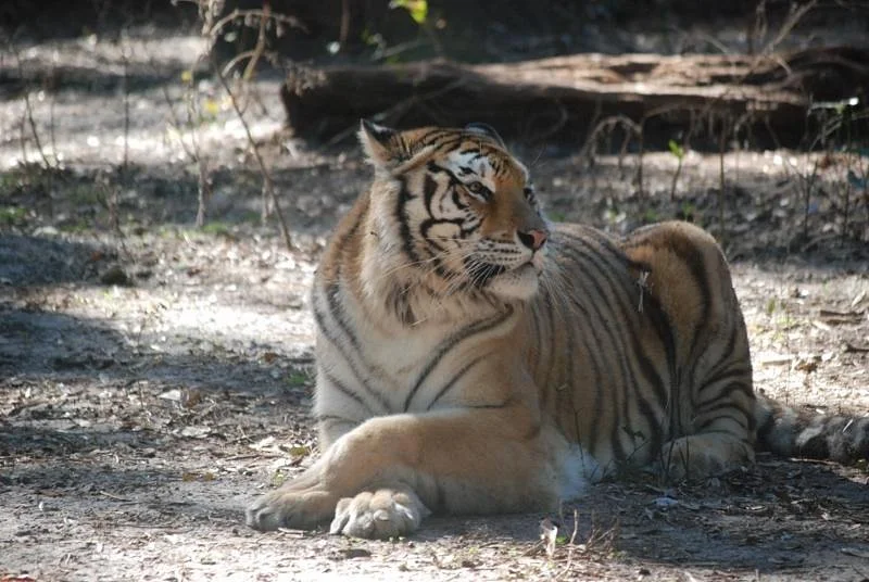Endangered Animal Rescue Sanctuary