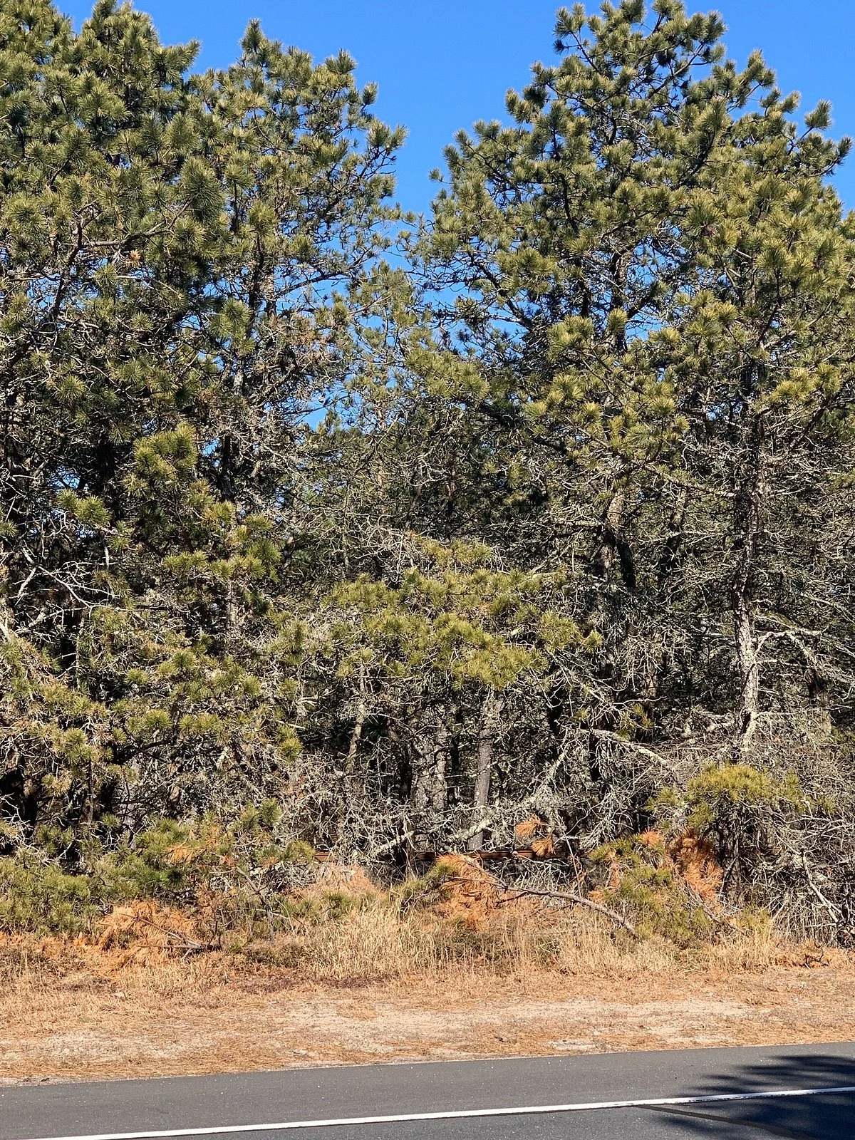 Napeague State Park