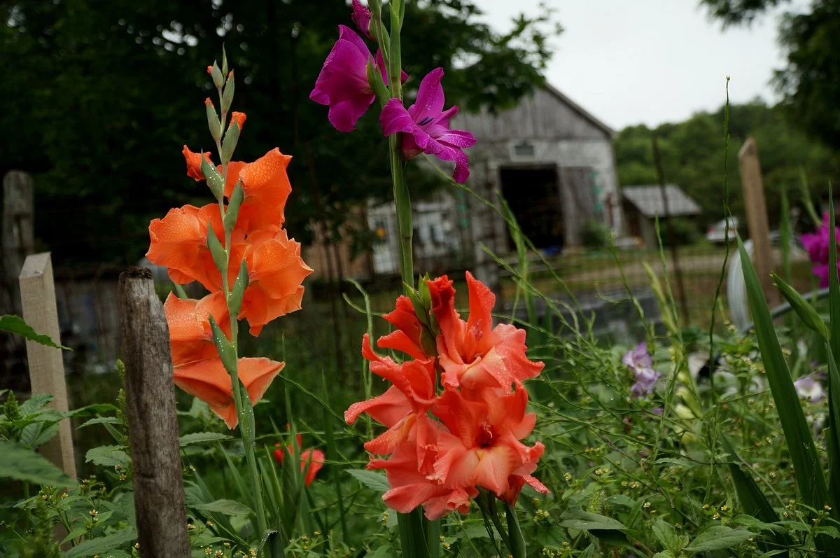 Natick Community Organic Farm