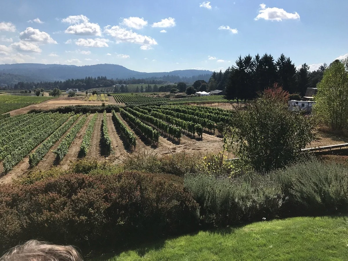 Bethel Heights Vineyard