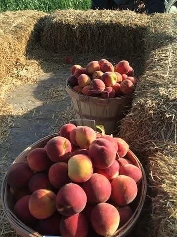 Higbee's Farm