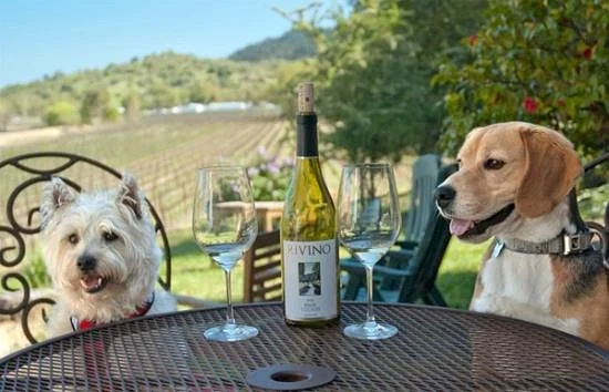 Rivino Winery