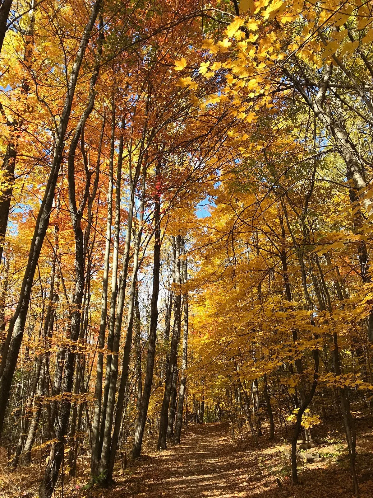 Parc du Bois-Beckett