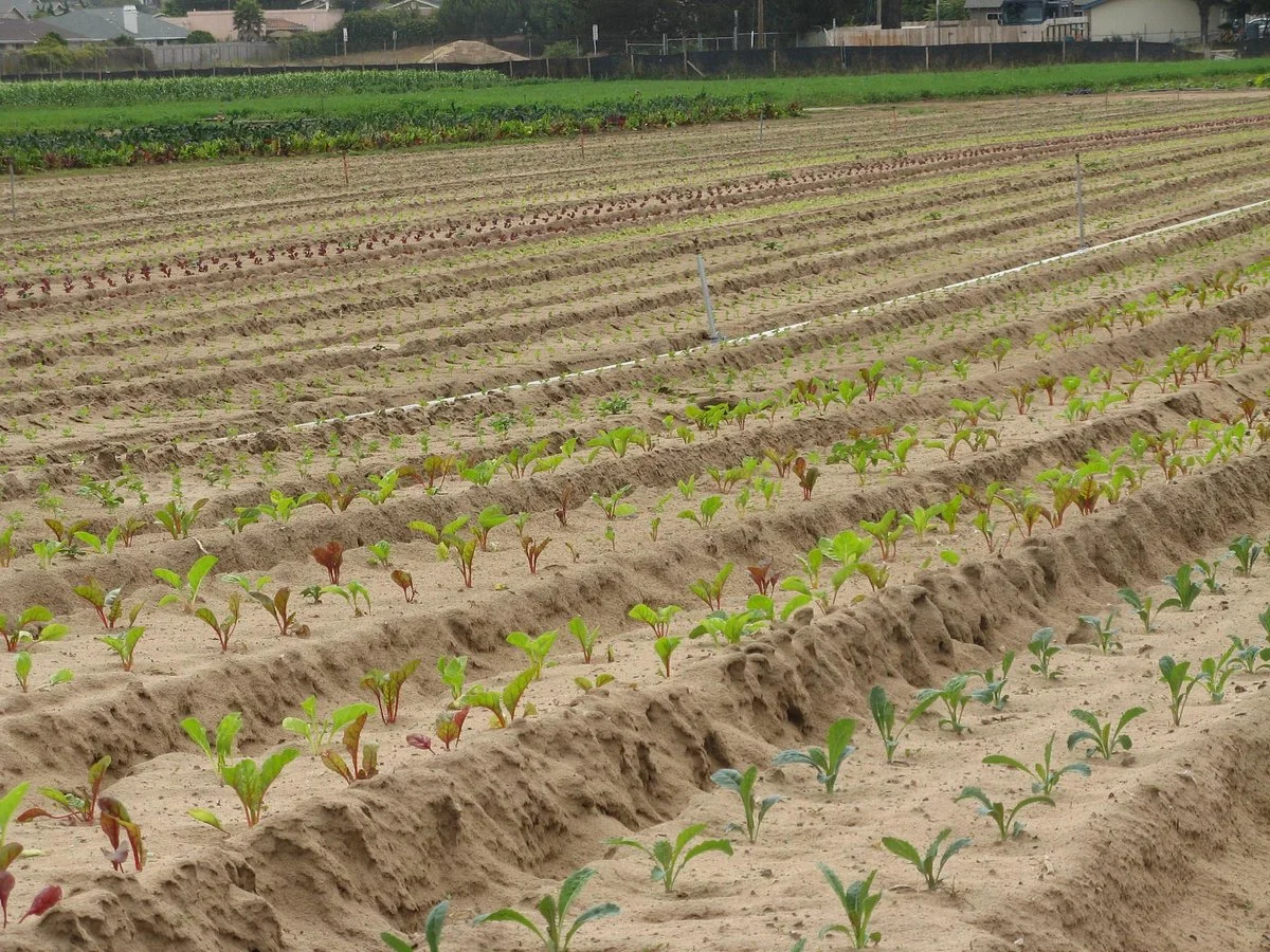 Rutiz Family Farms