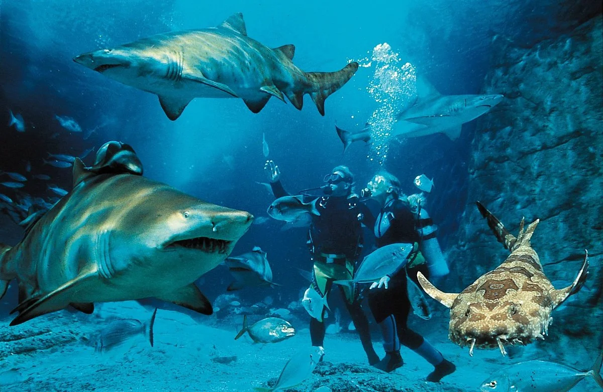 SEA LIFE Busan Aquarium