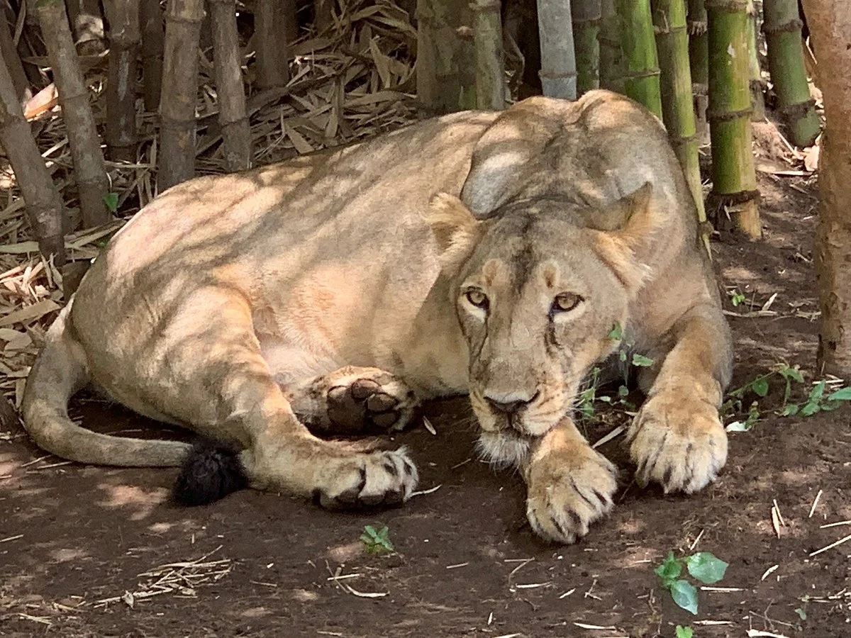 Silvassa Vasona Lion Safari