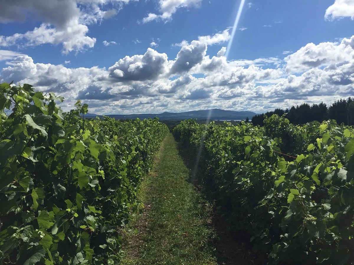 La Route des Vins