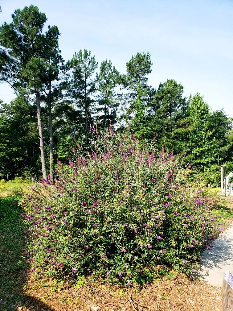 Mayo Lake Park