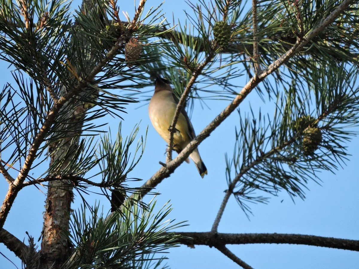 Long Point Bird Observatory