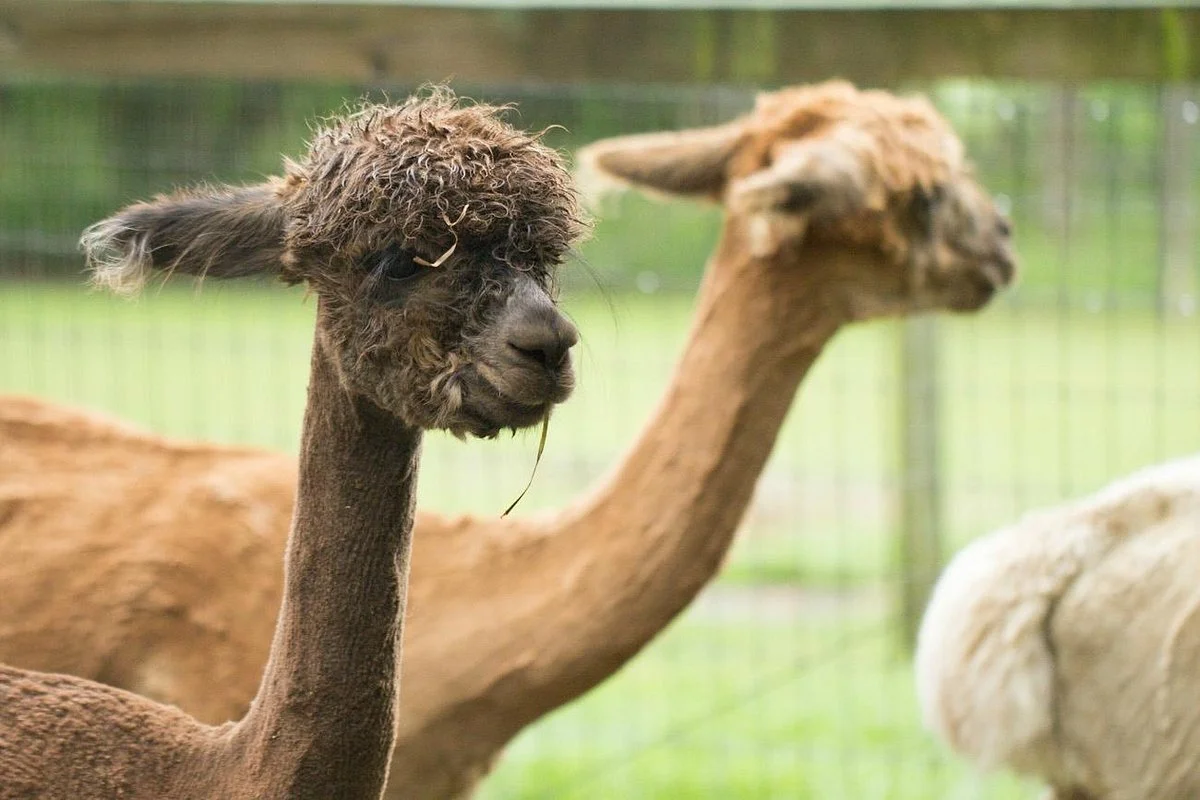 Lasso the Moon Alpaca Farm