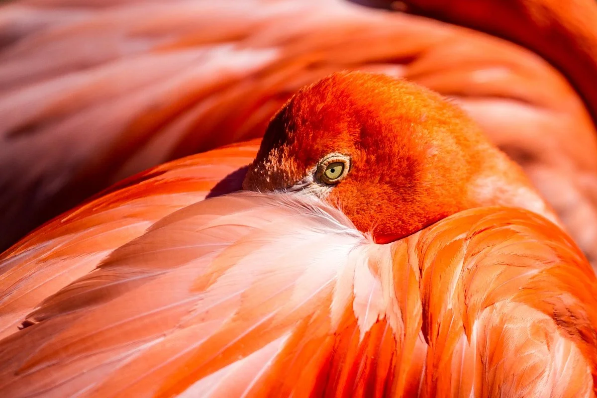 Sunset Zoo