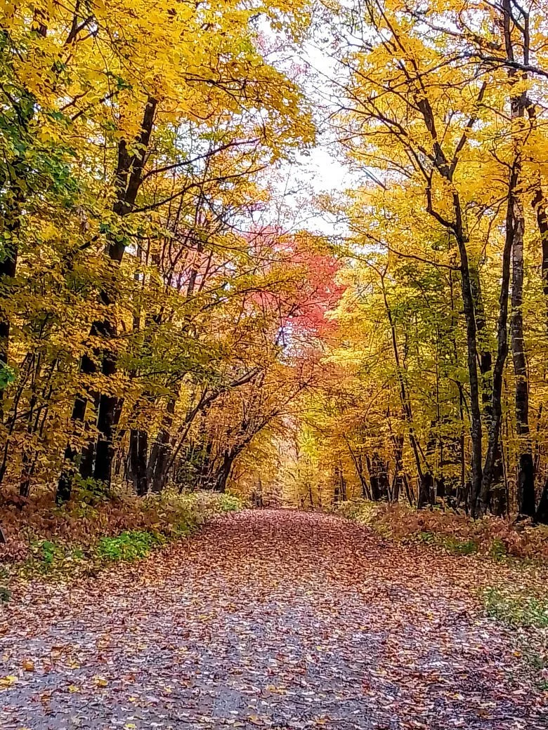 Wilderness Drive