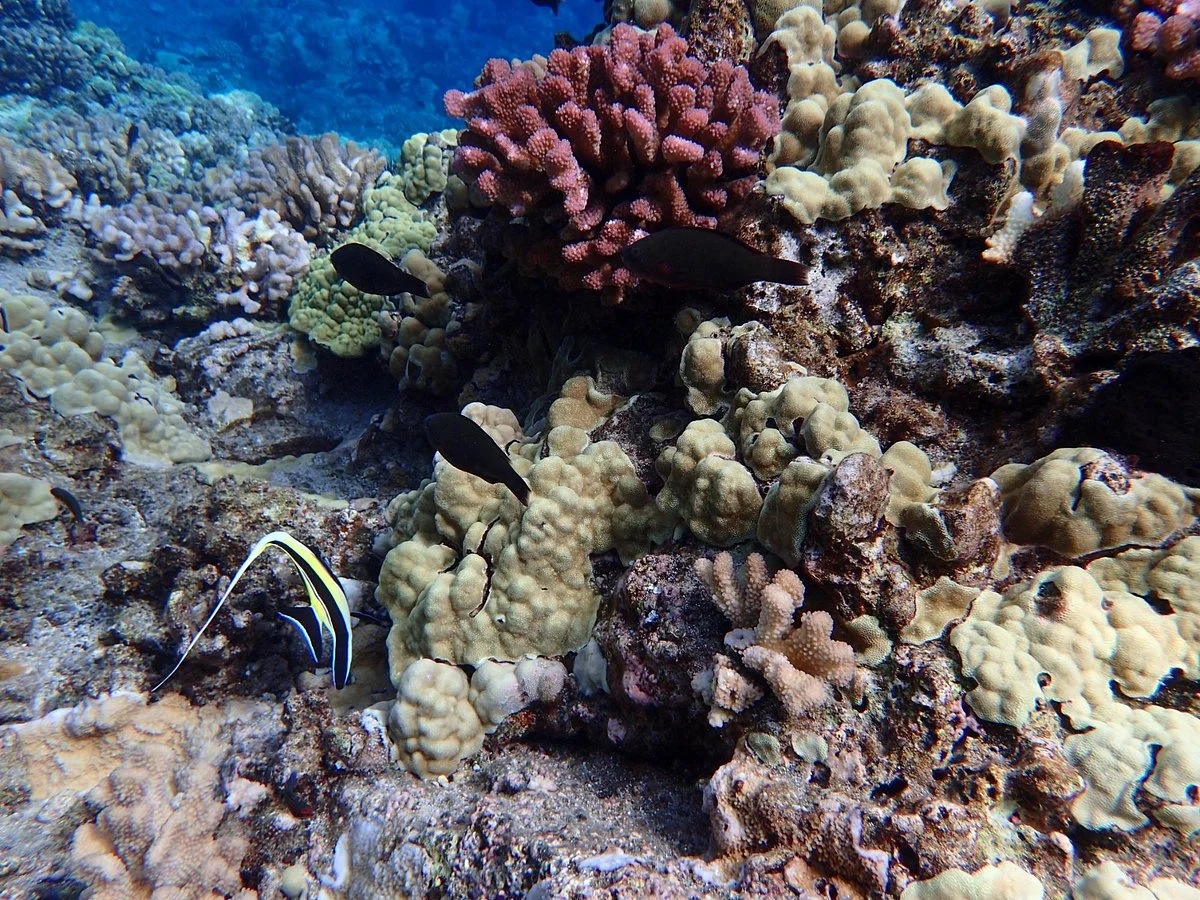 Island of Molokini