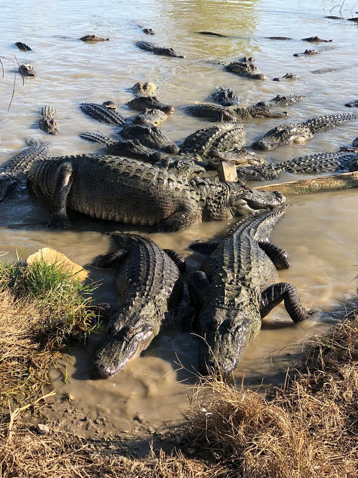 Greenwood Gator Farm and Tours