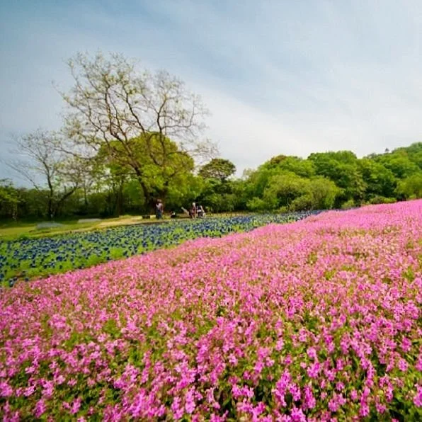 Nobeoka Botanical Garden
