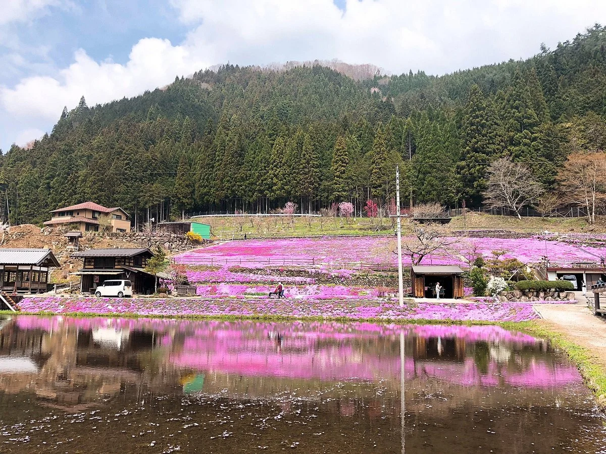 Moss Phlox of Kunita Family