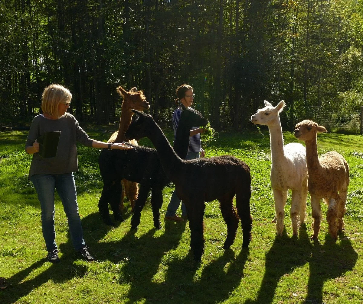 Alpacaville
