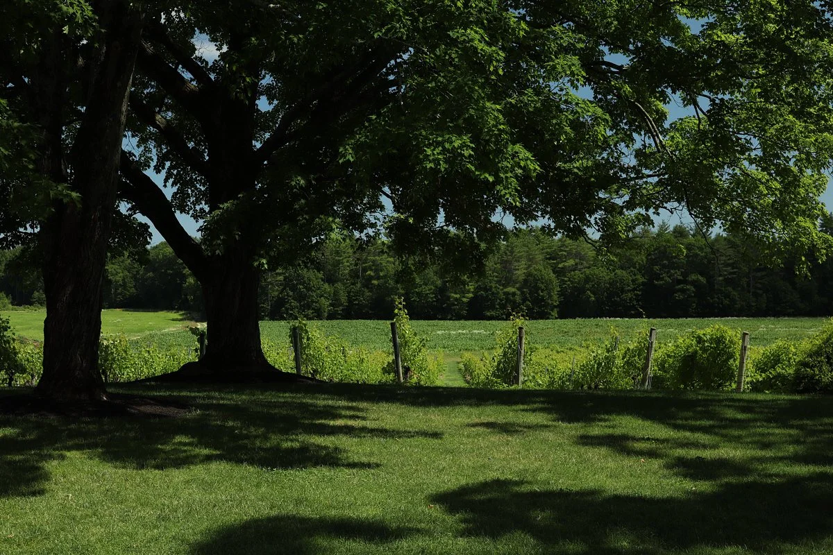 Flag Hill Distillery & Winery