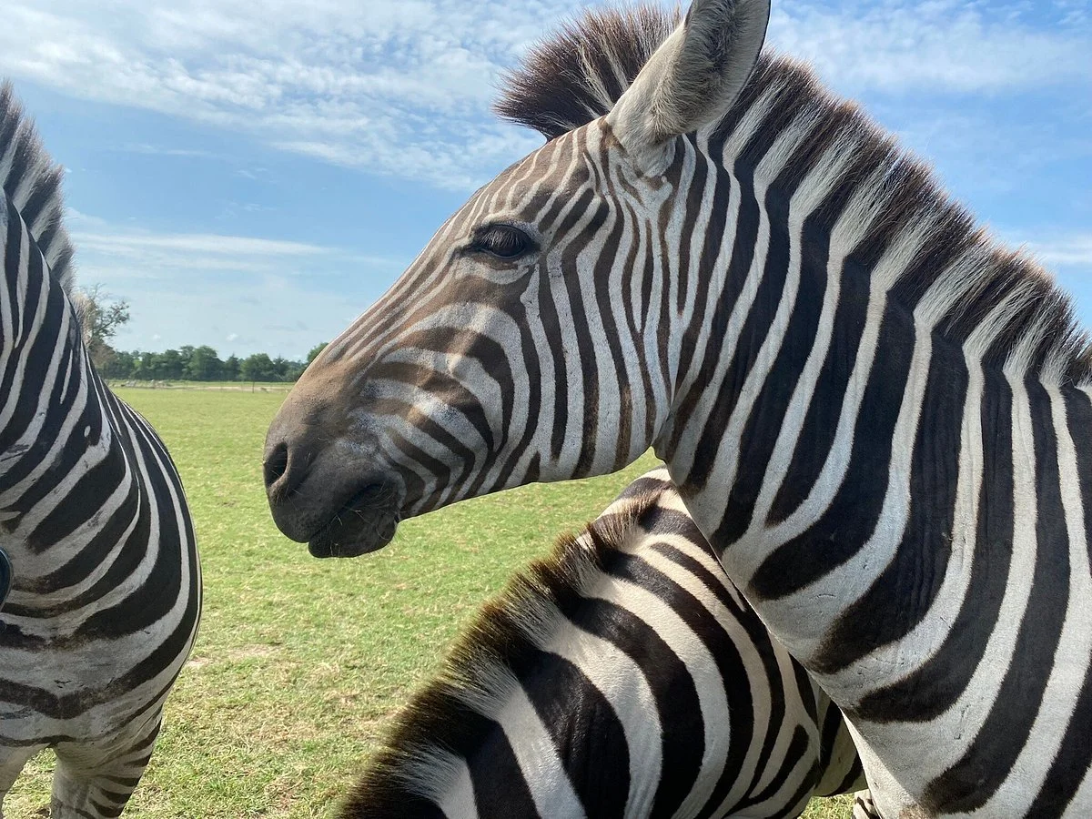 Grapeland Safari