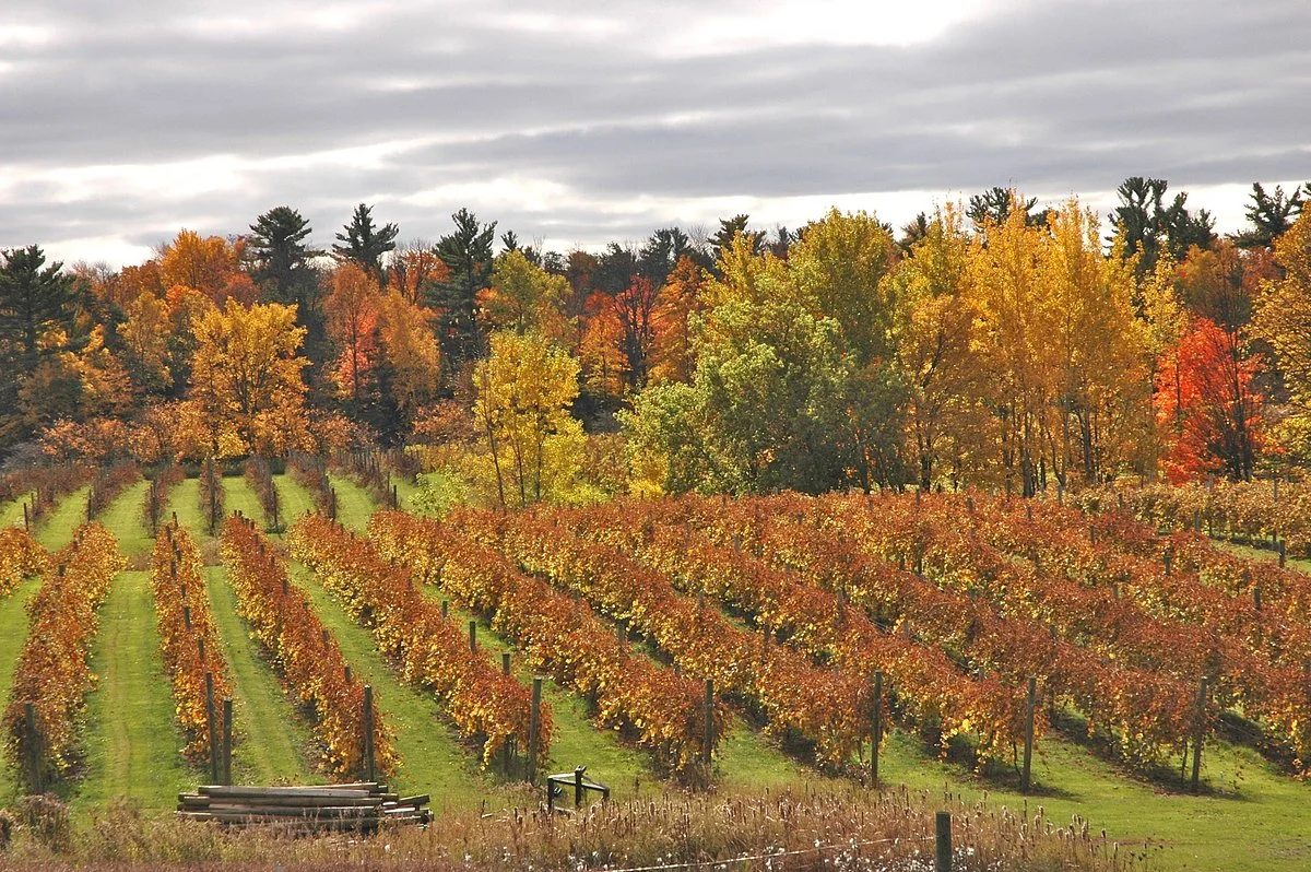 Cold  Country Vines & Wines