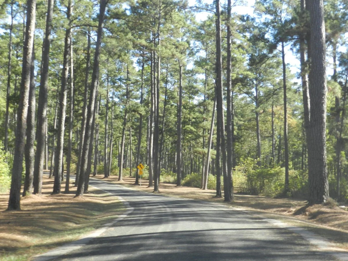 Mission Tejas State Park