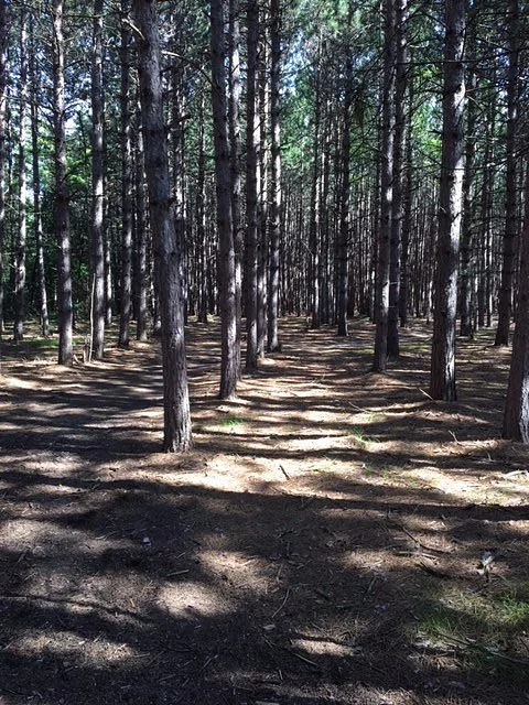 Civilian Conservation Corps Museum