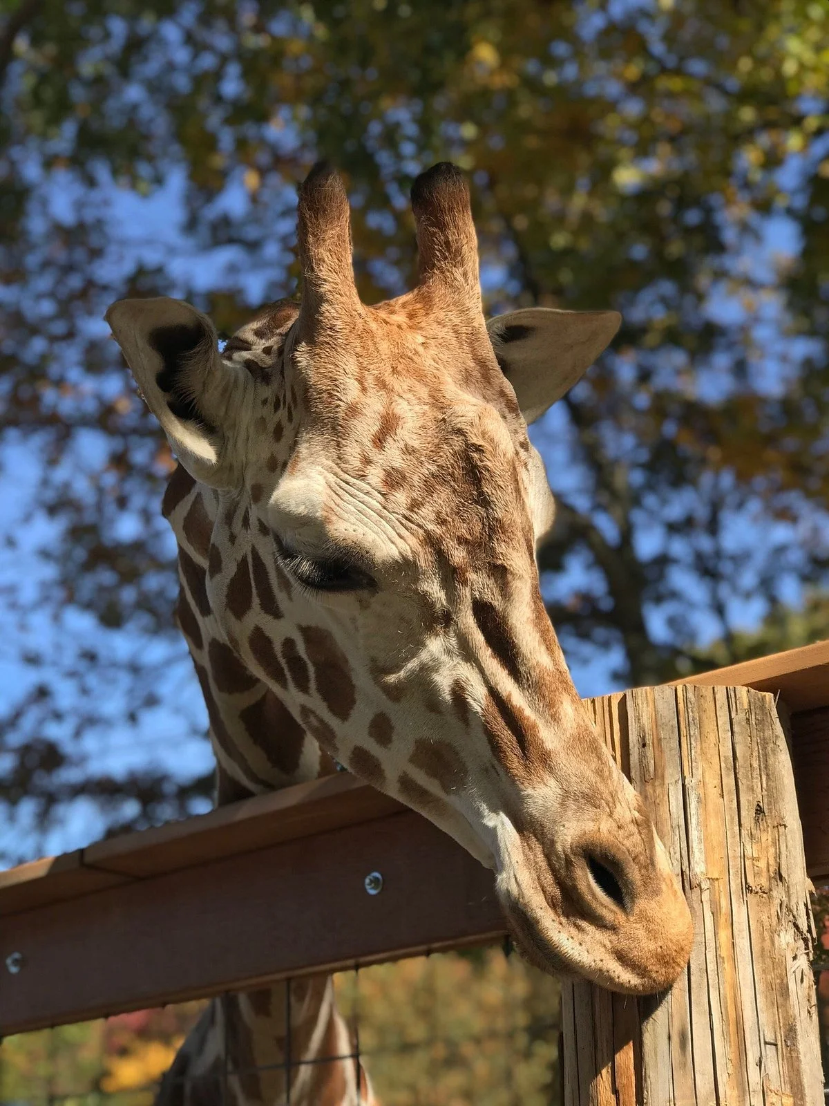 Indian Creek Zoo