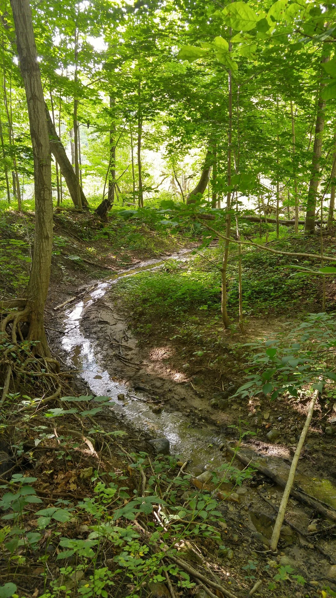 Kains Woods