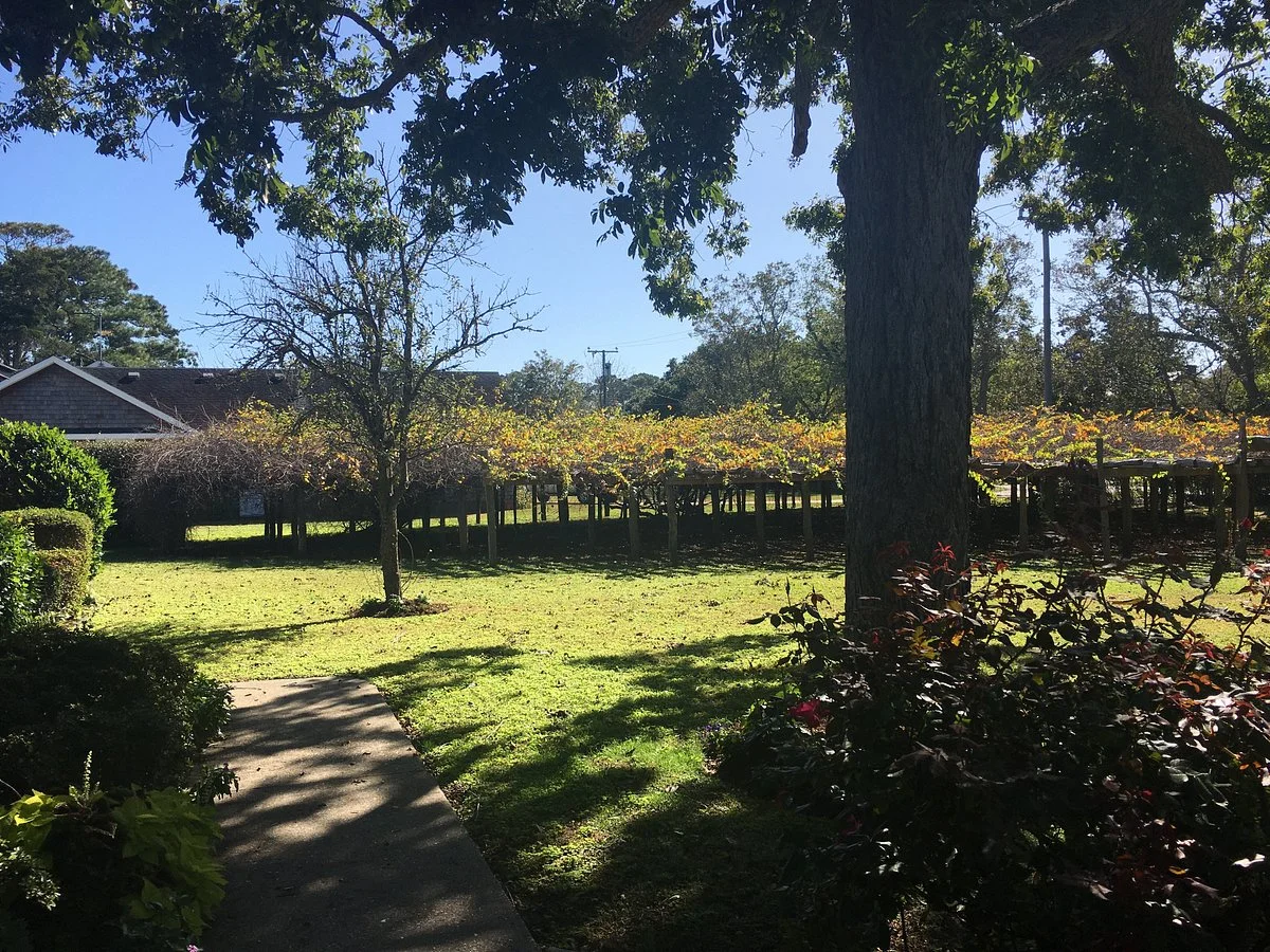The Mother Vine
