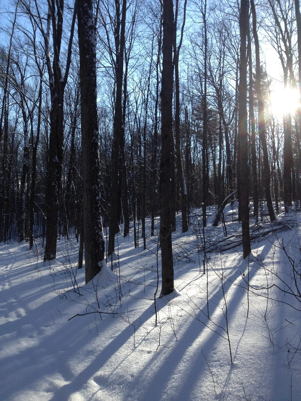Ganaraska Forest