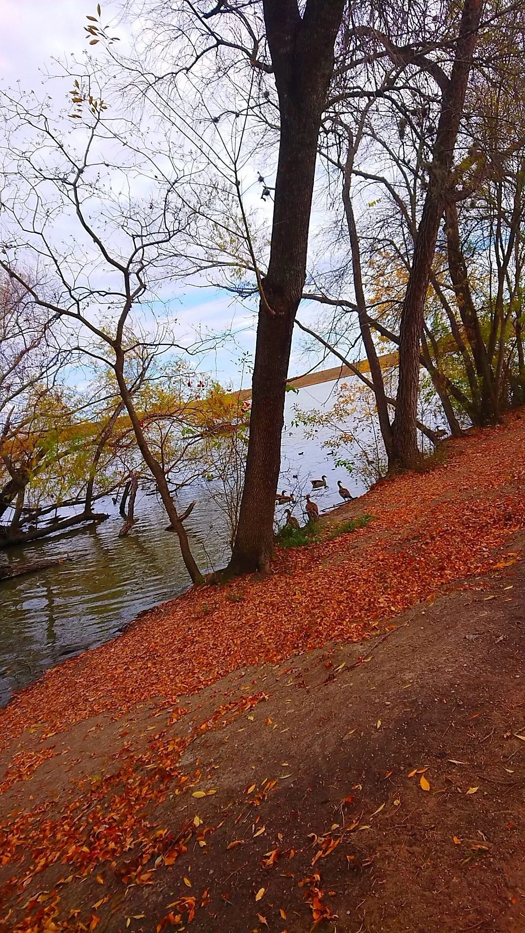Live Oak Main City Park