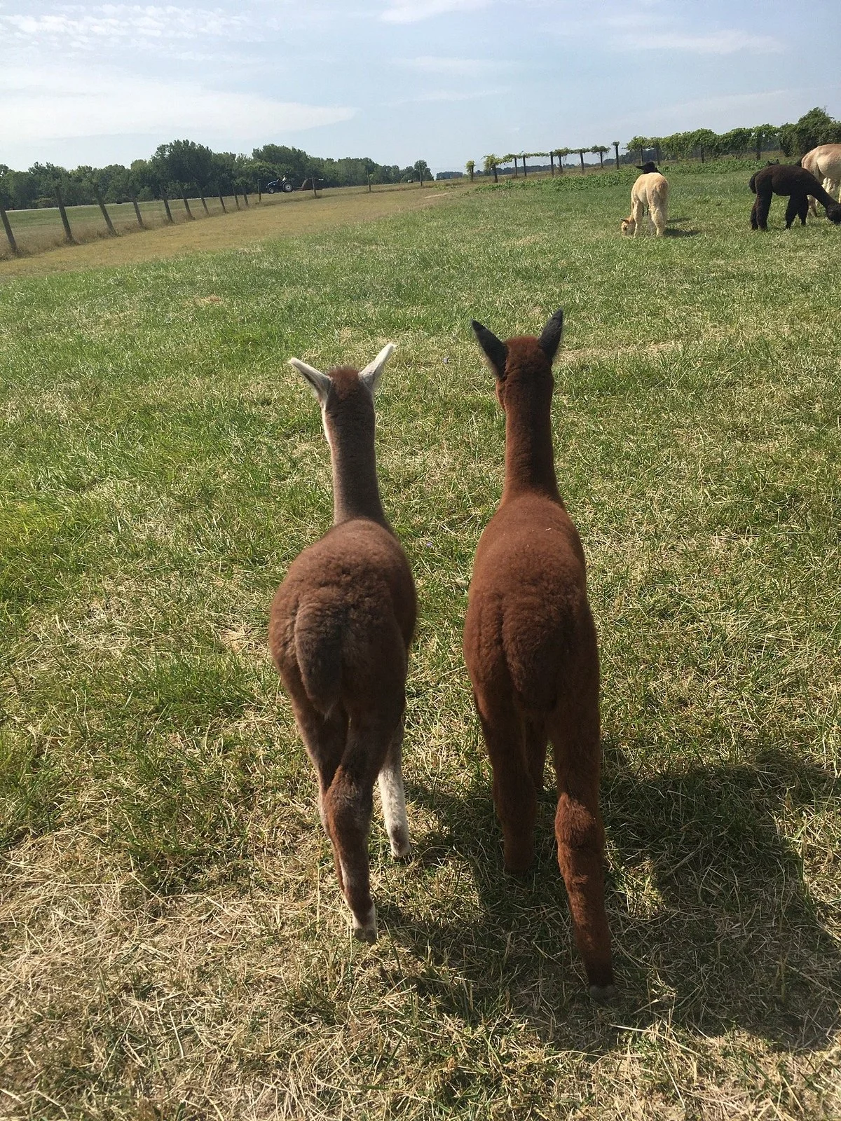 Gibraltar Bay Alpaca Farm