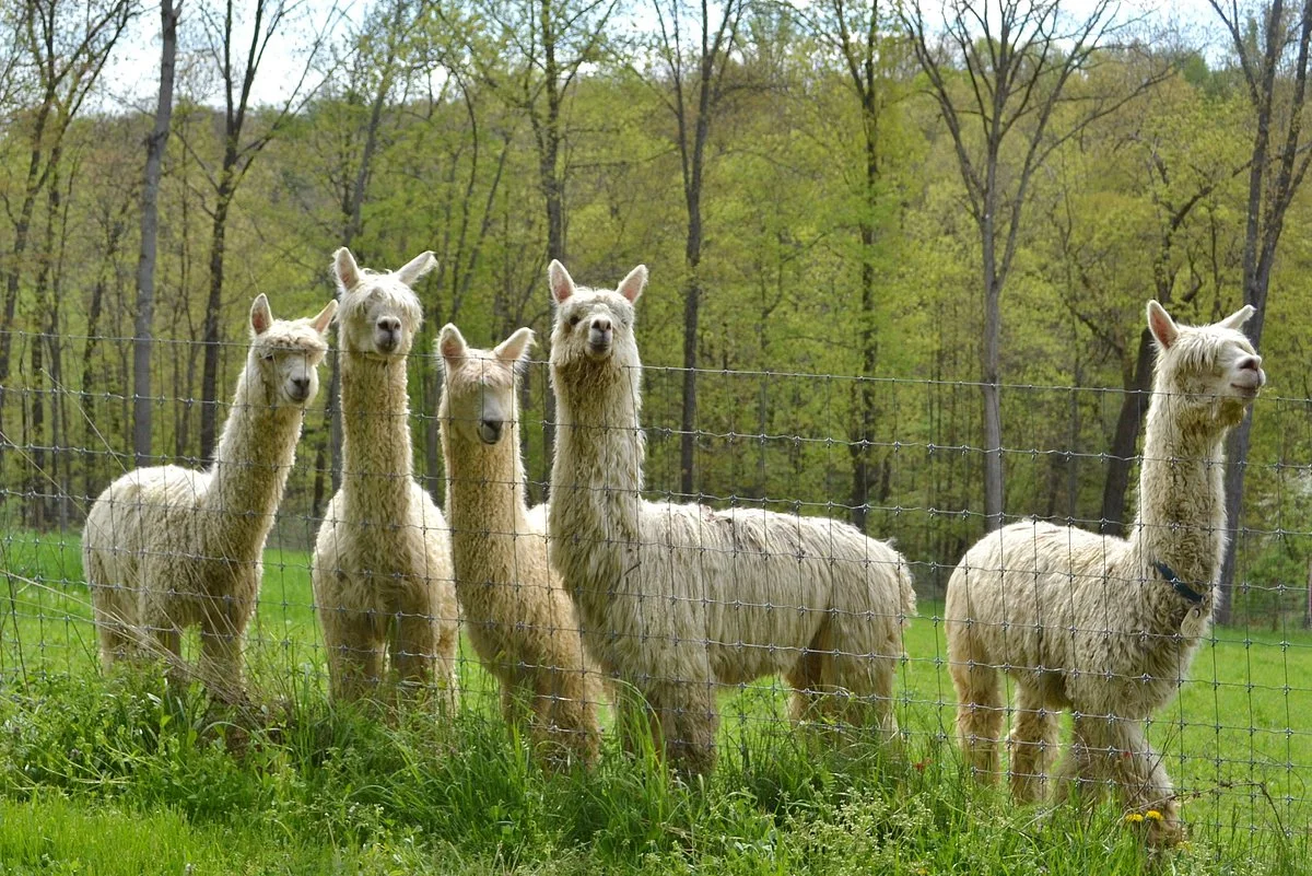 The Alpacas Of Spring Acres
