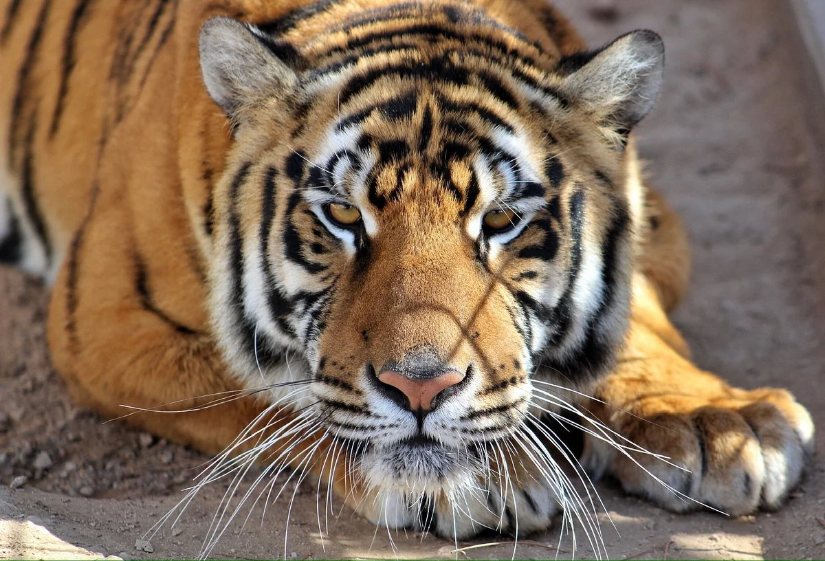 Forever Wild Exotic Animal Sanctuary