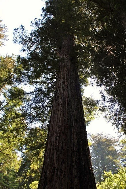 Father of the forest