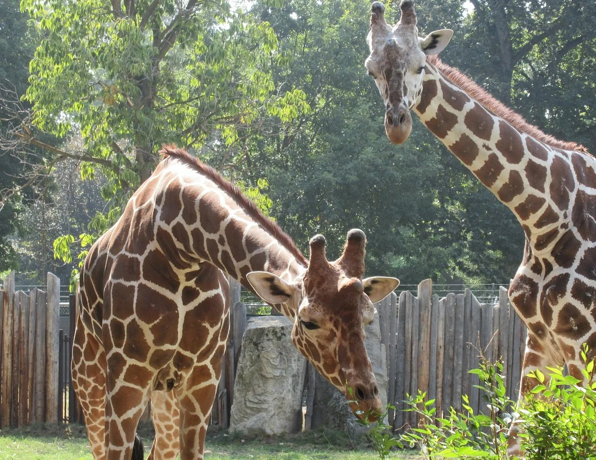 Zoo Boise
