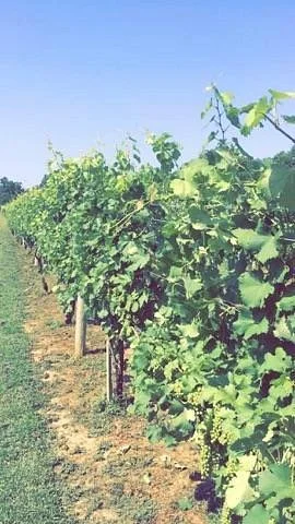 Mark Cascia Vineyards