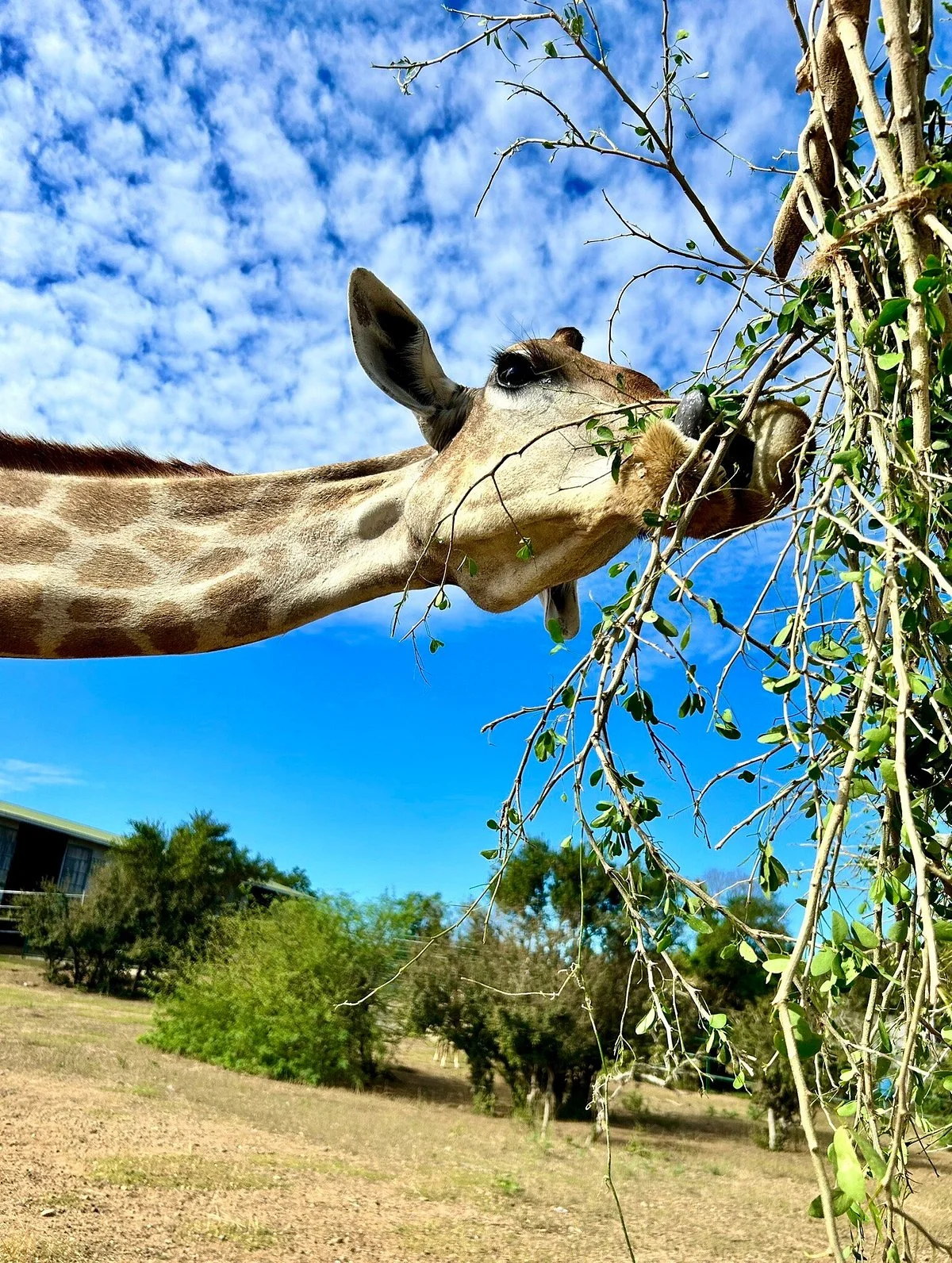 Baluarte
