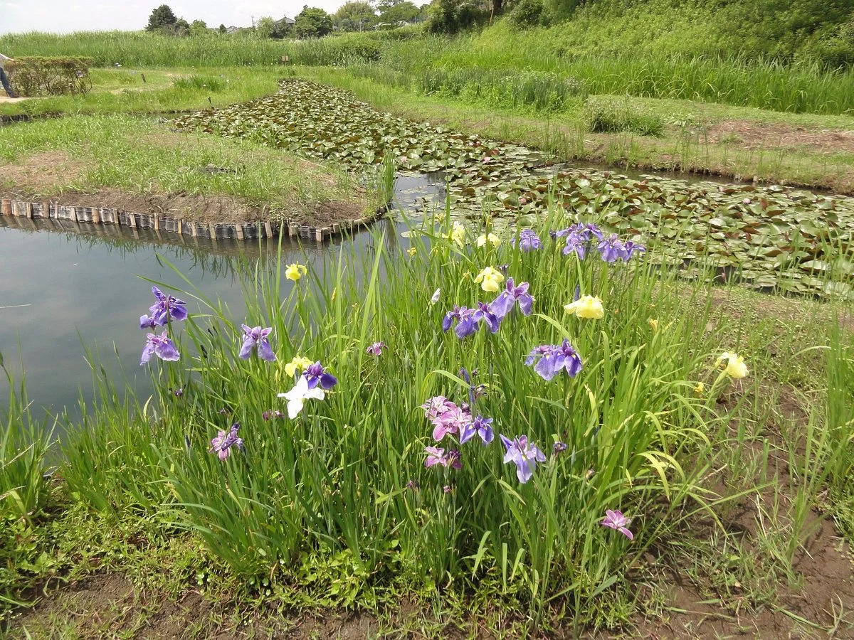 The Ushiku City Iris Garden