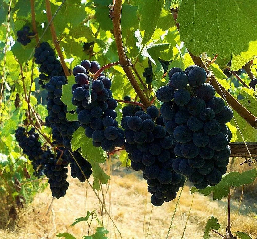 Helvetia Vineyards & Winery